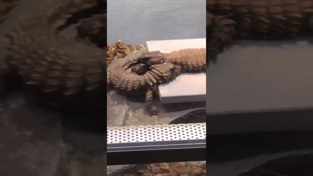 2018/03/xx Ouroborus Cataphractus Exhibit Courtship Behavior/アルマジロトカゲメスの求愛の答え？