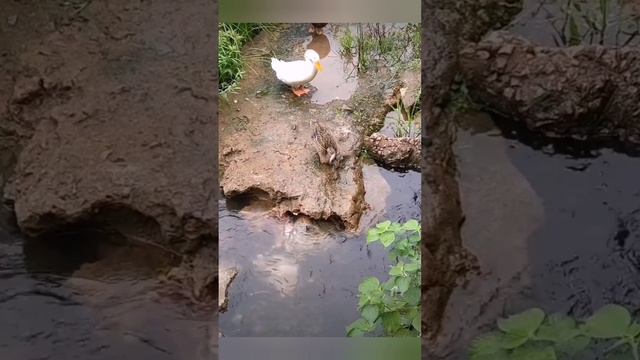 Утки-рыбаки - балбесы!!???С такими рыбы не наловишь bayoun.ru смотреть онлайн