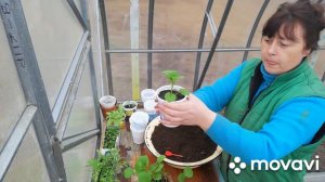 Пикировка Баклажанов!!!