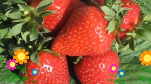 Земляника садовая Эми. Краткий обзор, описание характеристик fragaria ananassa Эми смотреть онлайн