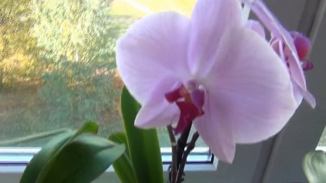 Орхидеи на моем подоконнике смотреть онлайн