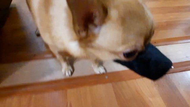 ковид не для меня, маску носить не буду. смотреть онлайн