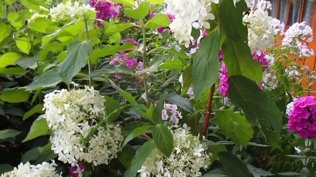 ✿➽ Гортензия метельчатая Фантом 2016 (первое цветение) смотреть онлайн