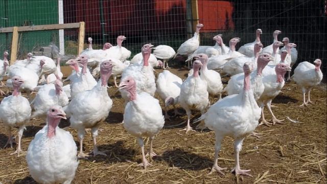 Разведение индюков породы Виктория как бизнес идея | Птицеводство | Индюки Виктория смотреть онлайн