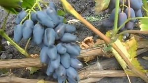 Сорт винограда Память Негруля.