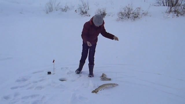Зимняя рыбалка на щуку. Арина рыбачка. смотреть онлайн