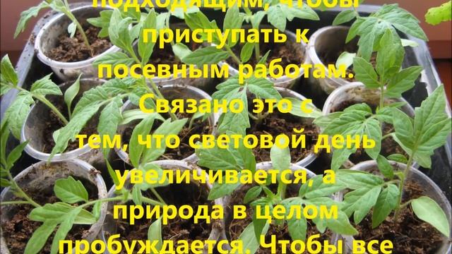 Когда сажать томаты на рассаду в 2018 году смотреть онлайн
