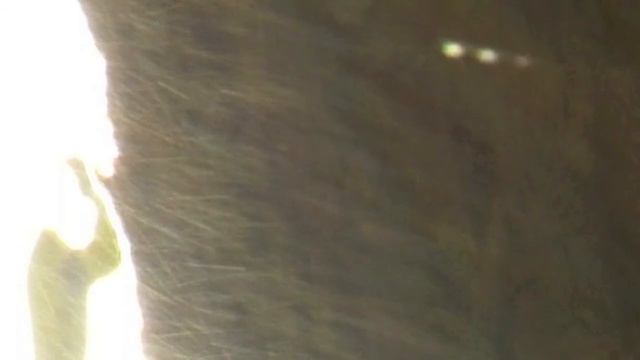 living haze - what is in your air? - insects? south coast NSW australia смотреть онлайн