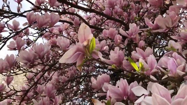 #Магнолия# смотреть онлайн