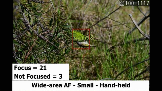 Nikon Z6 II Auto Focus Modes For Wildlife Photography