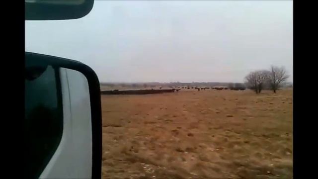 коровы абердин-ангус на пастбище смотреть онлайн