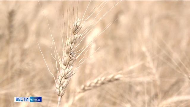Омские селекционеры вывели необычный — фиолетовый вид пшеницы смотреть онлайн
