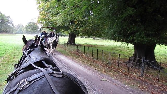 Jaunting Car Ride Killarney National Park, Republic Of Ireland