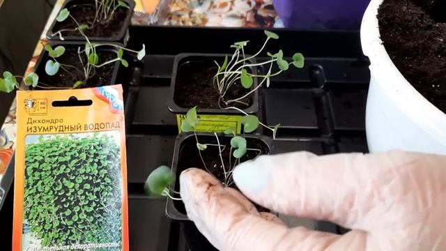 ФОРМИРУЮ КАШПО С ДИХОНДРОЙ. смотреть онлайн