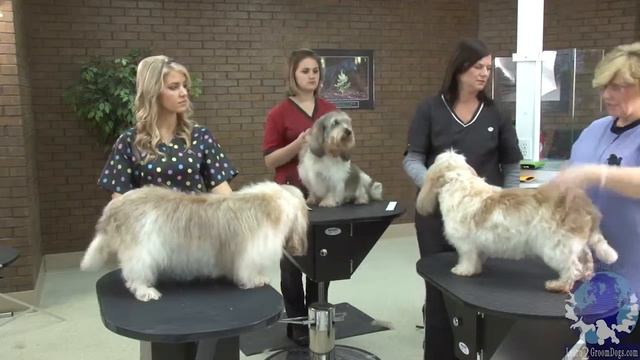 HOME MADE PET DOGS BREST BREADING TRAINING AT HOME смотреть онлайн