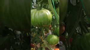 сорт Площадь Святого  Иоанна. 11 августа