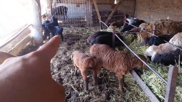 (479) как учаться ягнята на комбикорме