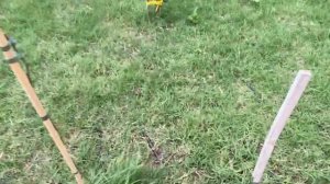 Газон из мини клевера сорта " Пиполлино",  свинороя пальчатого и злаковой газонной смеси.