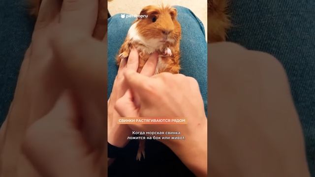 Может ли морская свинка показать любовь? #интересныефакты #морскиесвинки смотреть онлайн