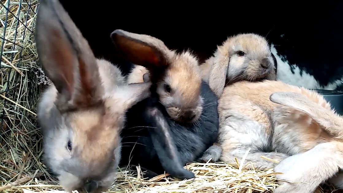 Самый важный совет , сделай это для кроликов. смотреть онлайн