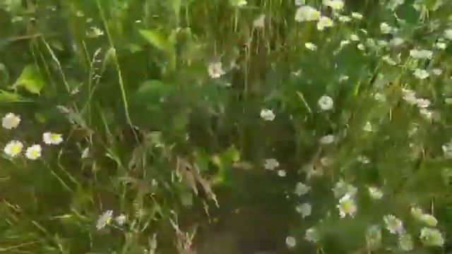 Она показала себя сразу на свадьбе. смотреть онлайн