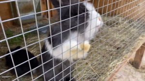 Кролики А ну-ка давай-ка