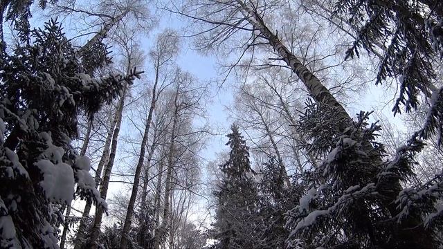 Снег солнце мороз - лучшая прогулка по лесу смотреть онлайн