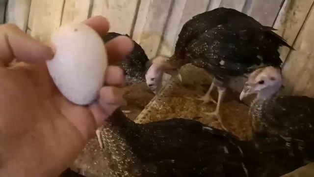 Дожди профилактика ПТИЦЫ / кокцидиоз, гистомоноз смотреть онлайн