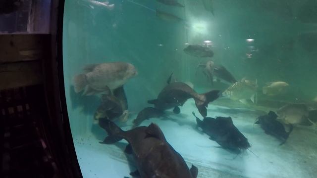 Weekly feeding less aggressive 4500 gal Catfish Gar Gourami Dovii Mahseer Arowana смотреть онлайн