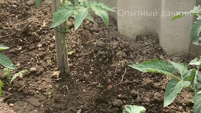 Срочно дайте это в Июне Томатам и они сразу обильно Заплодоносят! УРОЖАЙ ТОМАТОВ БУДЕТ ОГРОМНЫЙ! смотреть онлайн