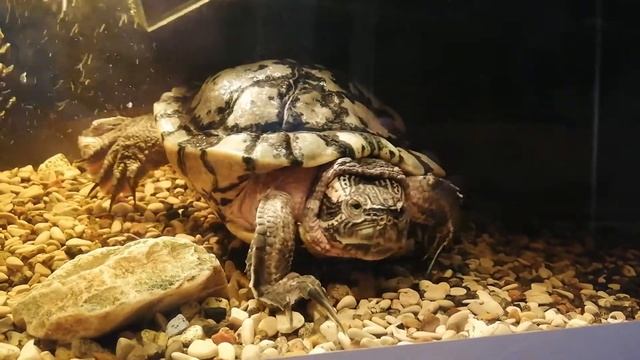 Как черепаха спит! Медитация черепахи, turtle смотреть онлайн