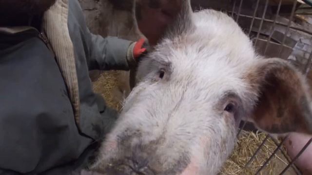 Свиноводство. Мои свиньи. смотреть онлайн