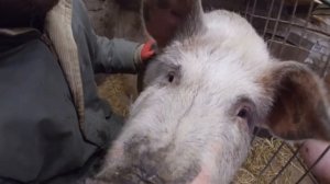 Свиноводство. Мои свиньи.