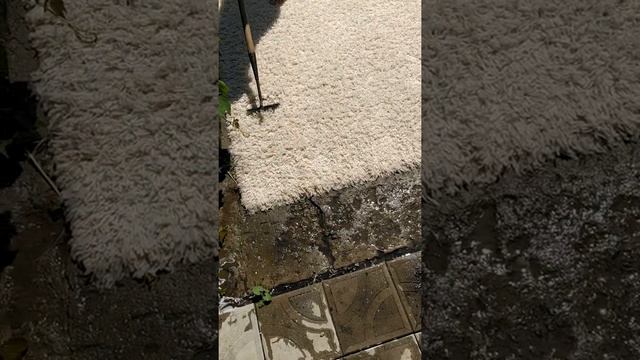 Мойка ковра в домашних условиях. Как быстро убрать воду с ковра, не ожидая пока он стечет! смотреть онлайн