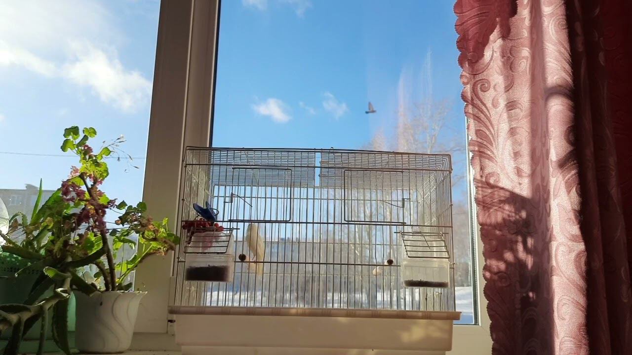 Песня кенара 21.11.22. смотреть онлайн