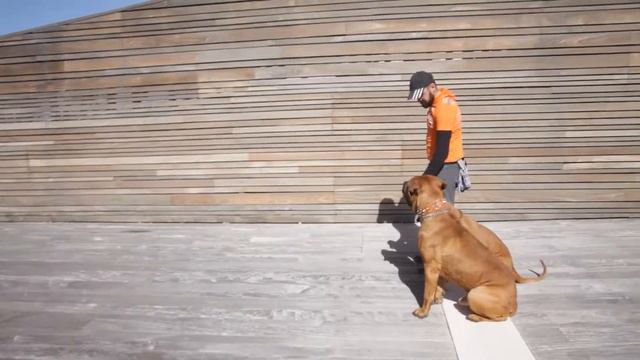 Boerboel in israel - בורבול בישראל смотреть онлайн