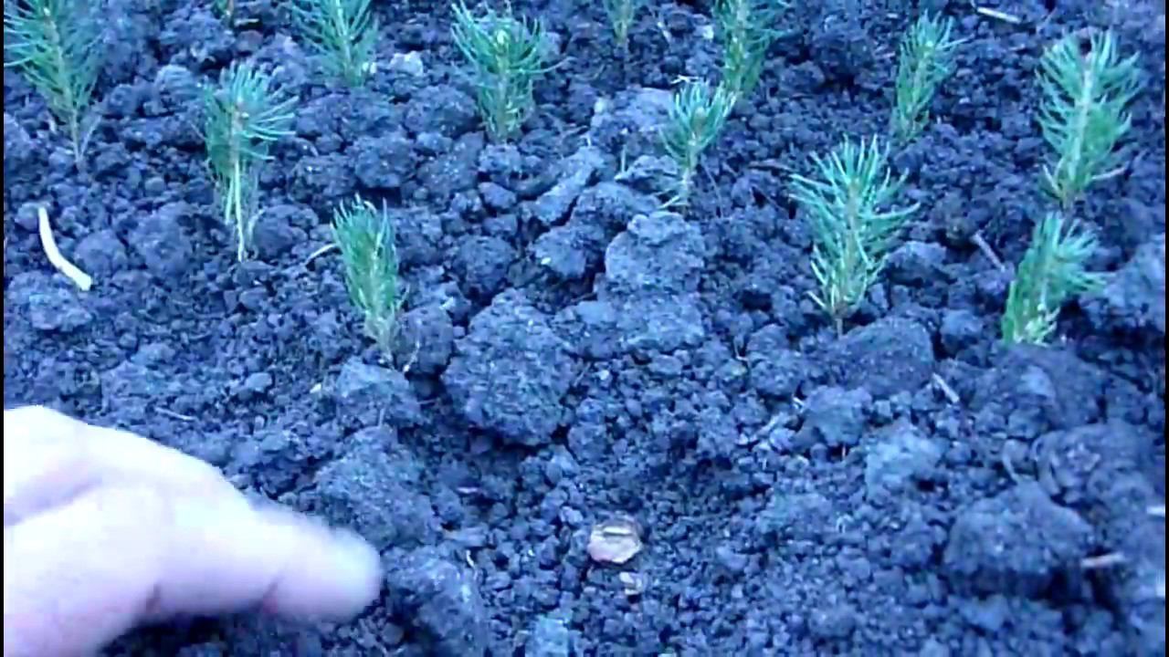 Какой цвет иголок у саженцев голубой ели? Чем отличается ель колючая от ели обыкновенной смотреть онлайн