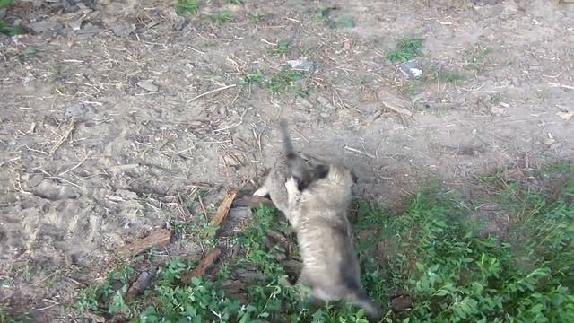 Смертельная схватка собак!