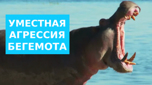Уместная агрессия Бегемота