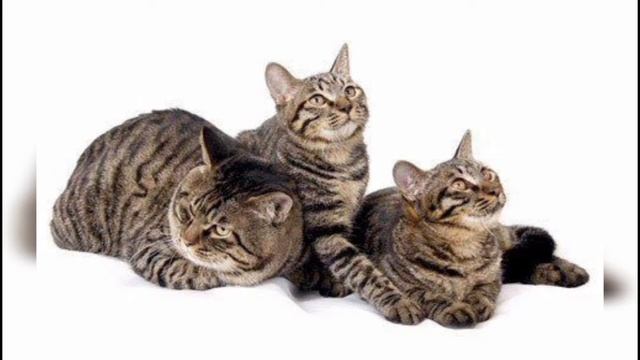 ? Cats 101 ? DRAGON LI CAT - Top Cat Facts about the DRAGON LI смотреть онлайн