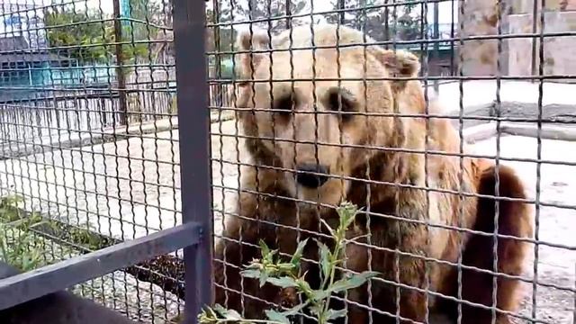 Сафари-парк Тайган Крым смотреть онлайн