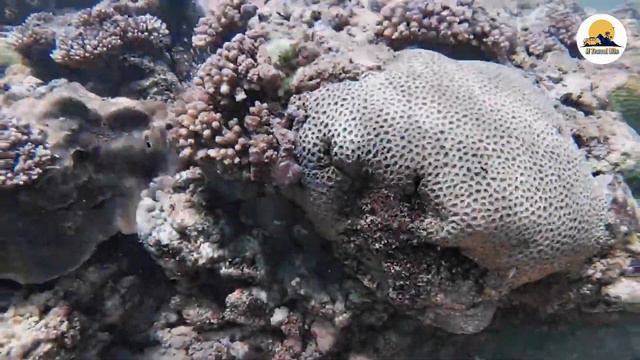 Hikkaduwa Coral Reef | Travel Hikkaduwa Sri Lanka #srilanka #travel #fish