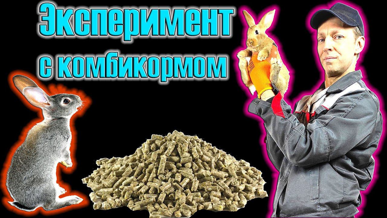 Эксперимент с кормлением комбикормом смотреть онлайн