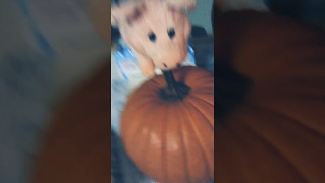 Piggy and the pumpkin patch!!! смотреть онлайн