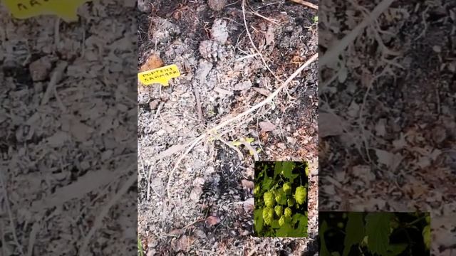 Хмель в саду украшение или... смотреть онлайн