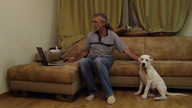 Сначало принеси мячик, а потом помой посуду смотреть онлайн