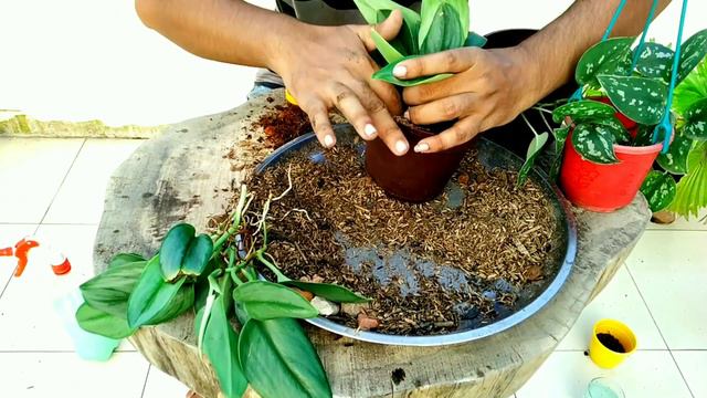 Scindapsus Treubii Moonlight, Propagation and Repotting in Bangla смотреть онлайн
