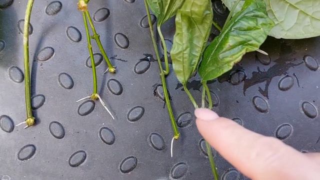 Как эффективно укоренить 🌱 клеродендрум 