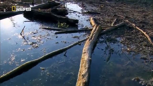 Дунай. Европейская Амазонка смотреть онлайн
