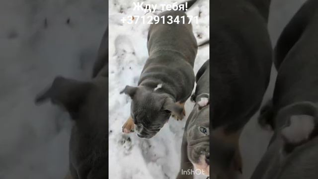 щенок Американский булли Покет мальчик 3 месяца смотреть онлайн